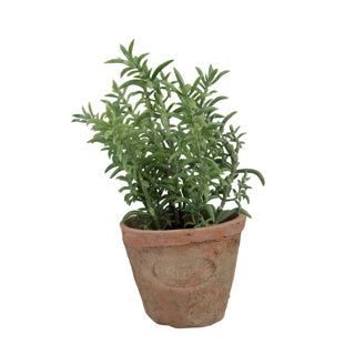 Esschert design tijm in aged terracotta pot