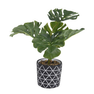 Plant 32cm hoog in cement pot