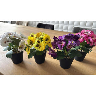 Viooltje in plastic pot ca. 21cmh assorti kleur