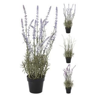 Lavendel plant in pot 46 cm assorti