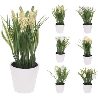 Nampook plant in pot 6 assorti