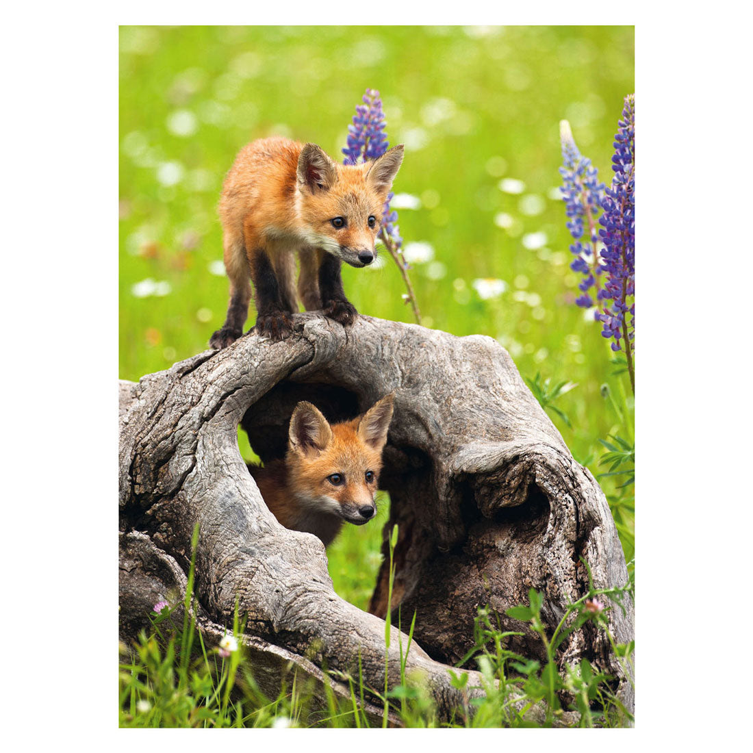 Ravensburger legpuzzel xxl exotisch dier, 300st.