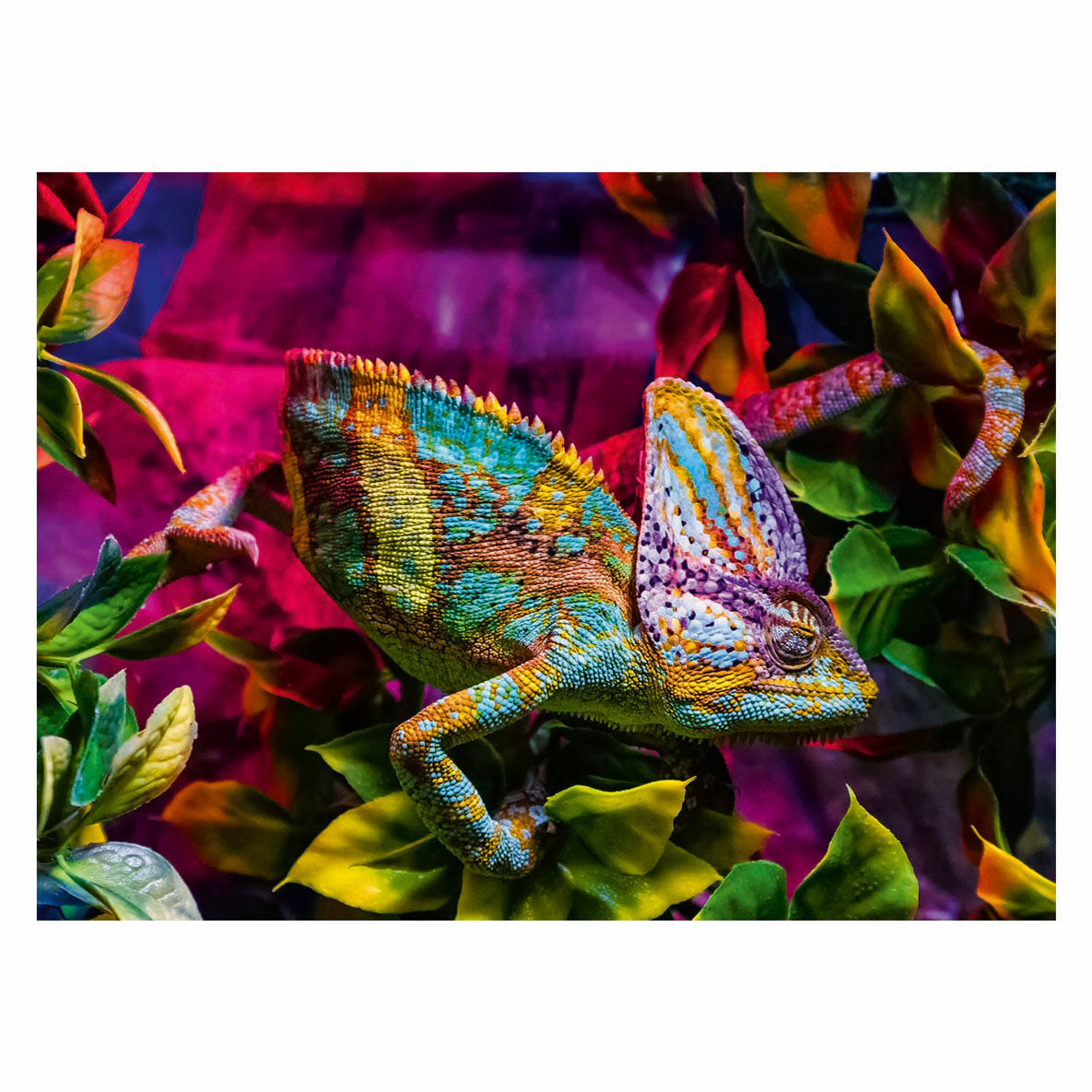 Ravensburger legpuzzel colorful animals kameleon, 500st.