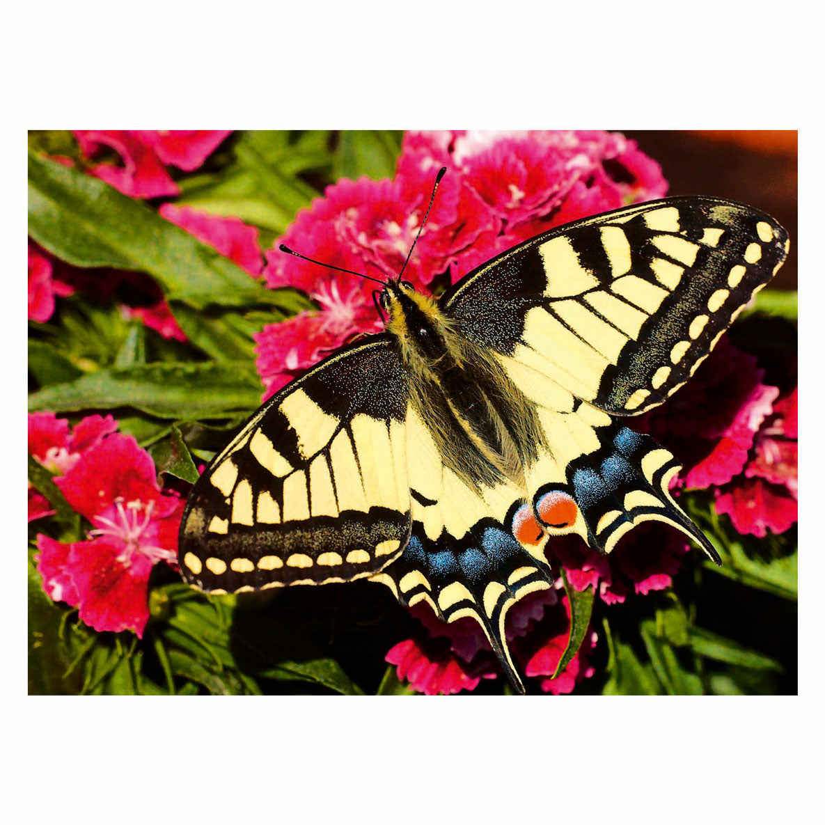 Ravensburger legpuzzel colorful animals vlinder, 500st.