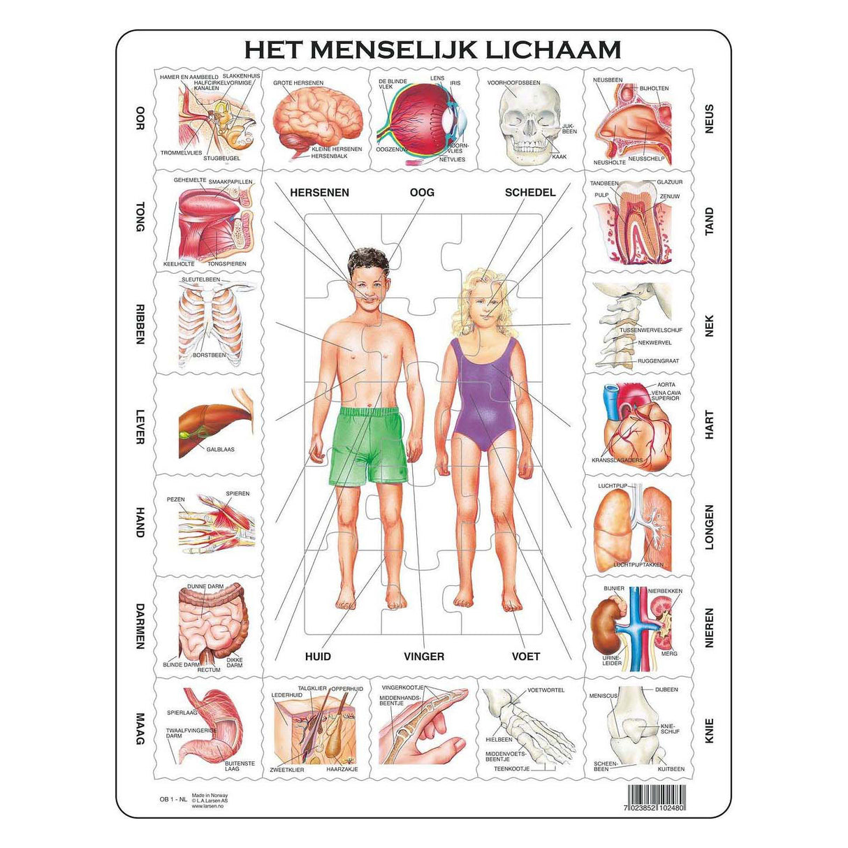 Selecta larsen het menselijk lichaam, 35st.