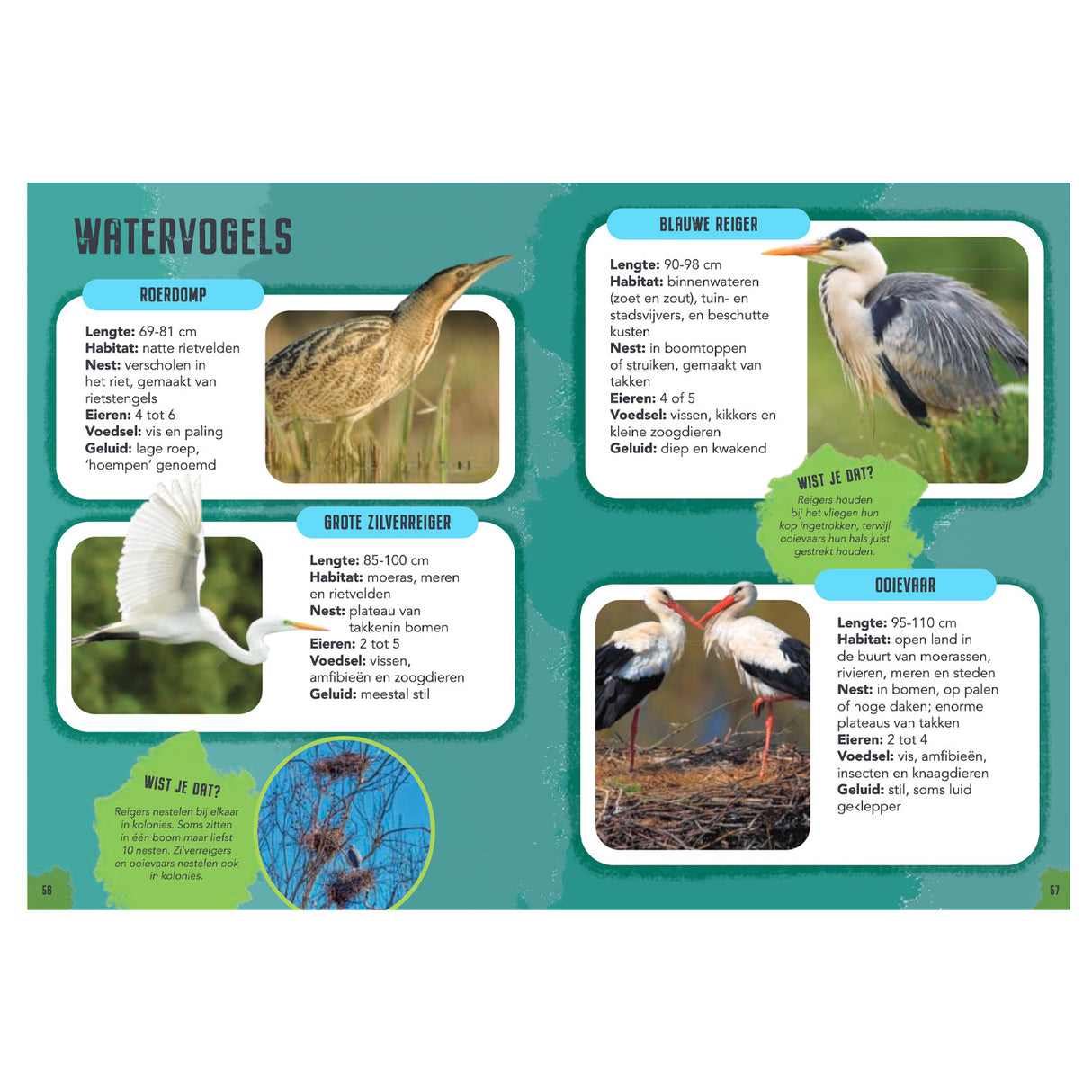 Rebo publishers vogels - gids en natuurdagboek voor kinderen