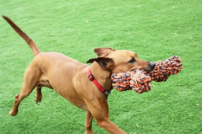 Happy pet nuts for knots extreme bot grijs oranje