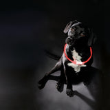 Trixie Halsband usb-zaklamp lichtgevend oplaadbaar tpu rood