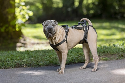Solvit petsafe carelift voor en achter