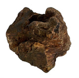 Dog woodzzz kauwwortel met olijfolie