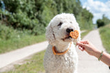 Trixie premium lolly met kip en rijst