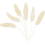 Creativ company hazenstaart gras, l: 3-7 cm, 6 stuk 1 doos