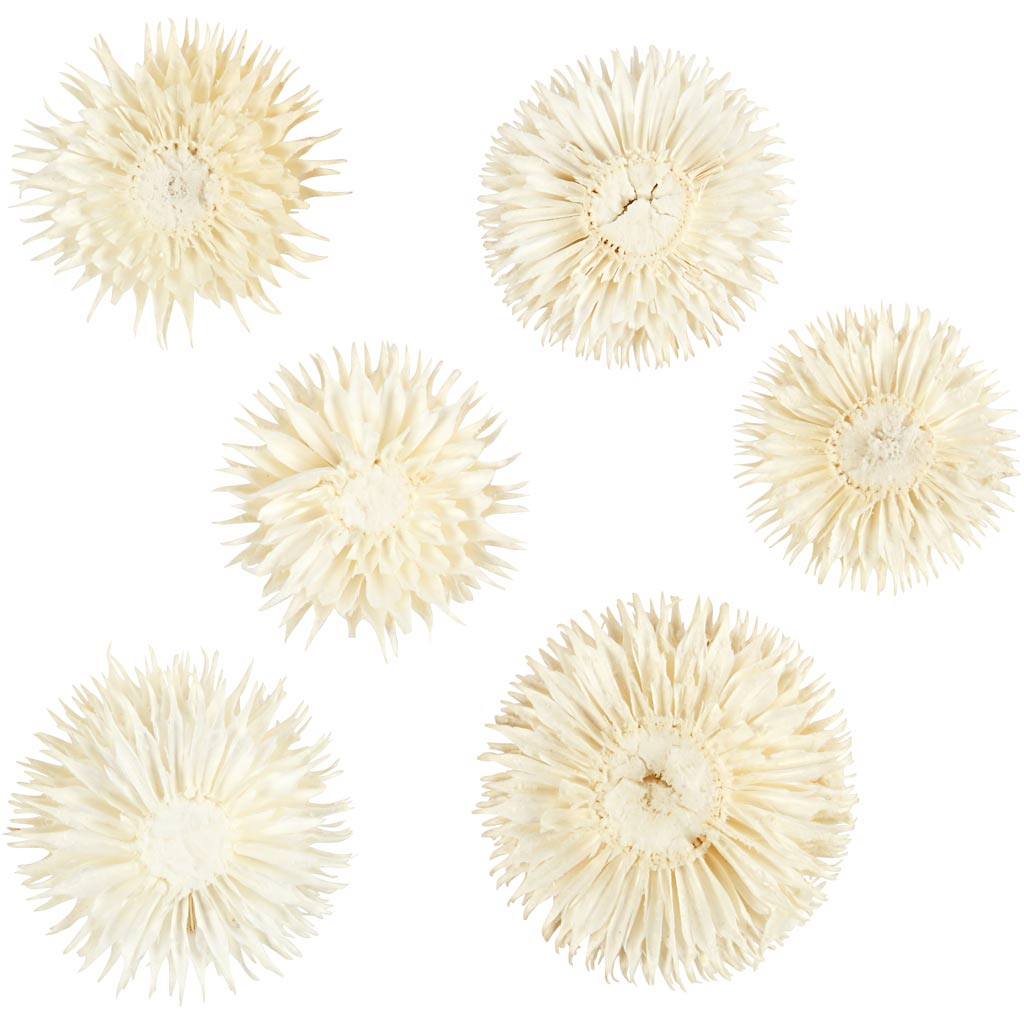 Creativ company gedroogde bloemen, d 3-5 cm, 6 stuk 1 doos