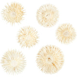 Creativ company gedroogde bloemen, d 3-5 cm, 6 stuk 1 doos