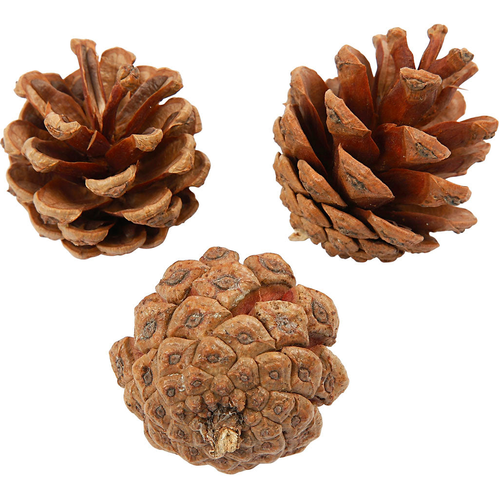 Creativ company dennenappels, d 40 mm, ca. 60 stuk, 500 gr 1 doos