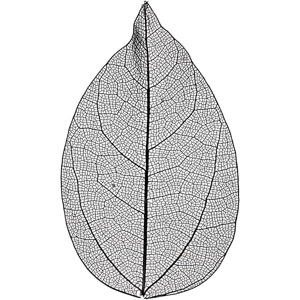 Creativ company skeleton leaves , l: 6-8 cm, zwart, 20 stuk 1 doos