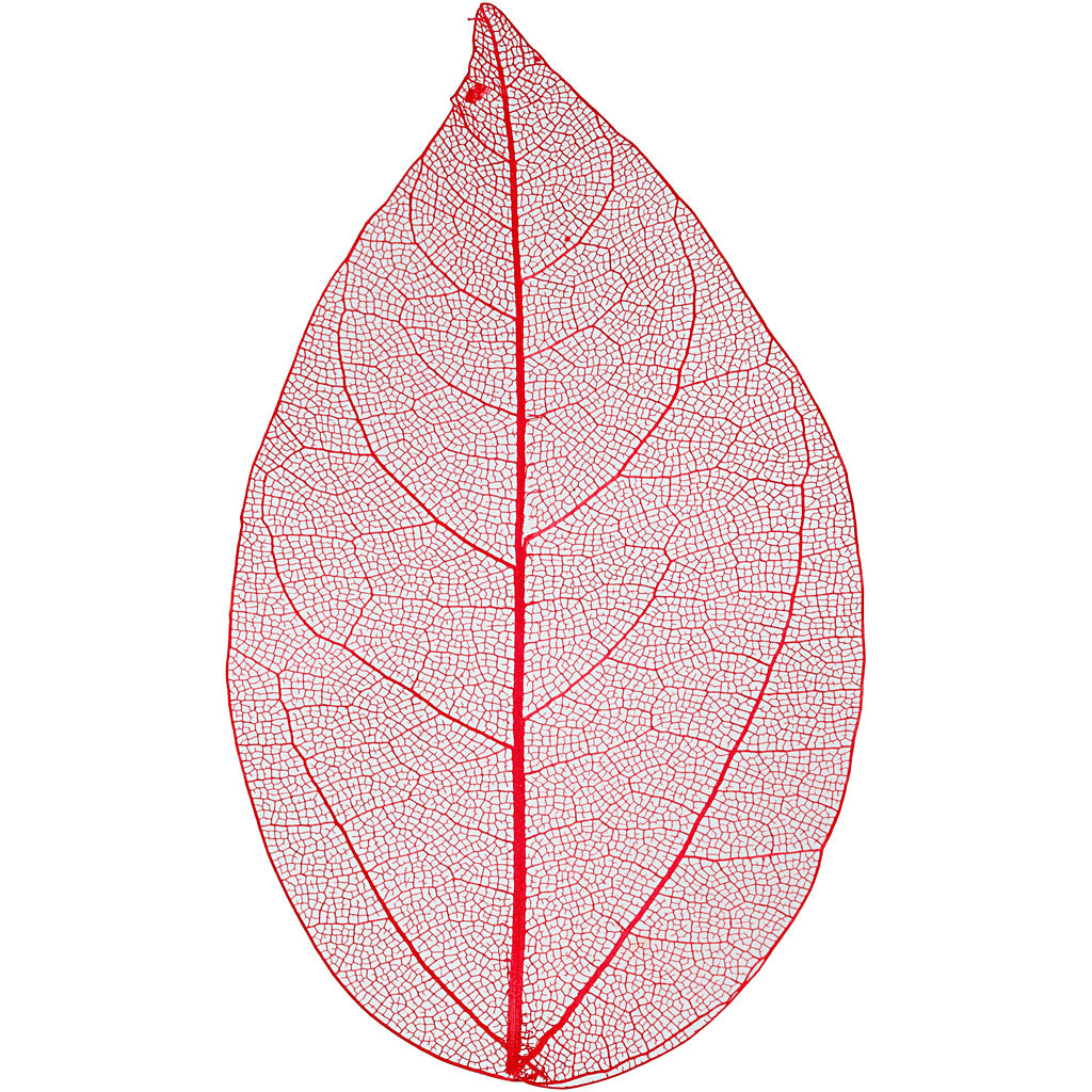 Creativ company skeleton leaves , l: 6-8 cm, rood, 20 stuk 1 doos