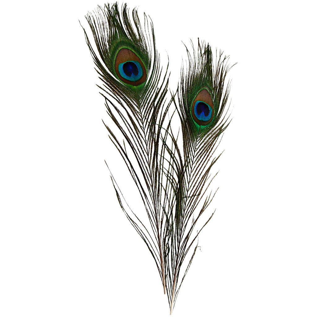 Creativ company pauwenveren, l: 25-30 cm, 10 stuk 1 doos