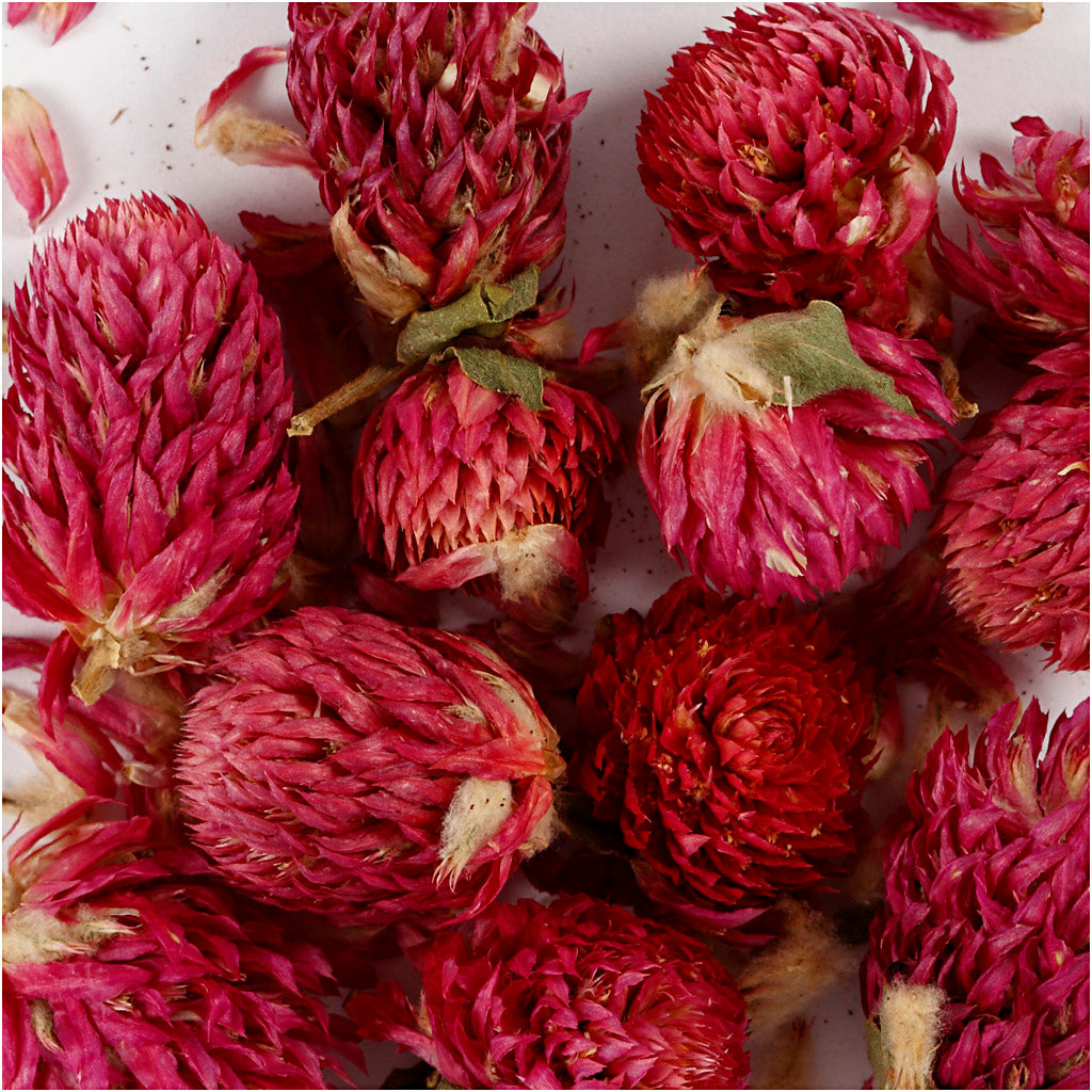 Creativ company gedroogde bloemen rode klaver paars, 15gr
