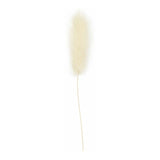 Creativ company hazenstaart gras, l: 3-7 cm, 6 stuk 1 doos