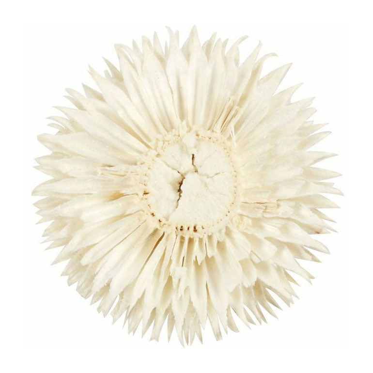 Creativ company gedroogde bloemen, d 3-5 cm, 6 stuk 1 doos
