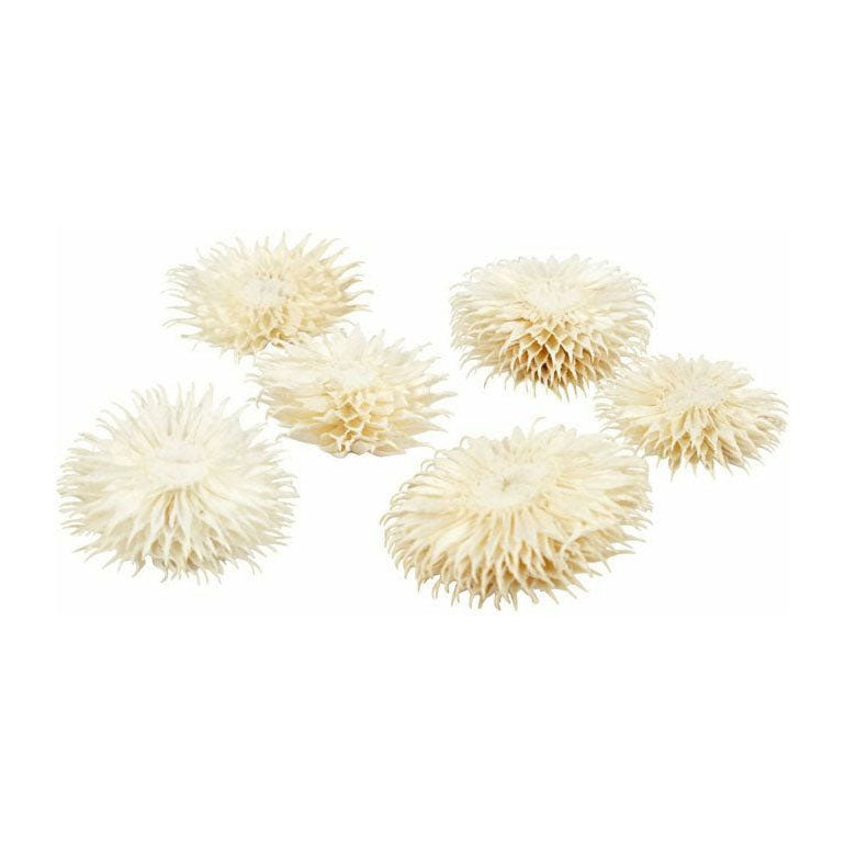 Creativ company gedroogde bloemen, d 3-5 cm, 6 stuk 1 doos