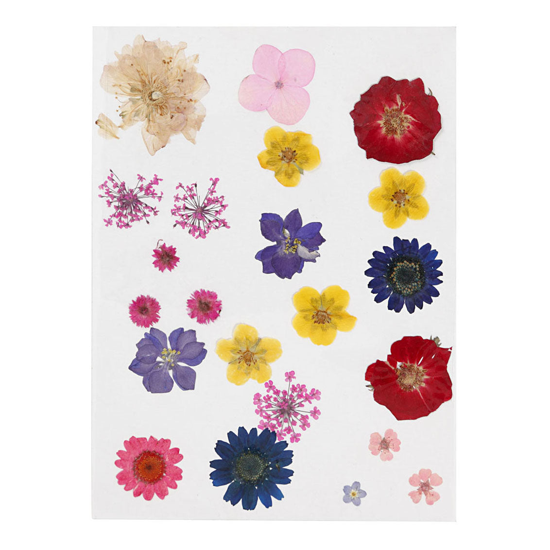 Creativ company gedroogde bloemen en bladeren diverse kleuren