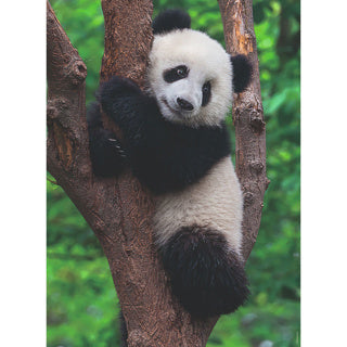 Ravensburger puzzel panda en koala 2 x 500 stukjes