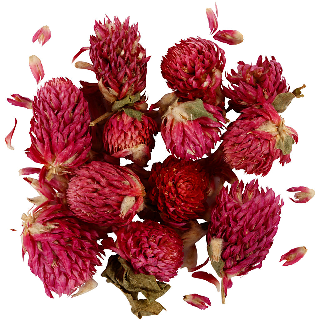Creativ company gedroogde bloemen, rode klaver, l: 1,5-2,5 cm, d 1 - 1,5 cm, ca. 15 gr, 15 gr, paars, 1 doos