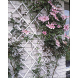 Nature tuinlatwerk 50x150 cm pvc wit 6040701