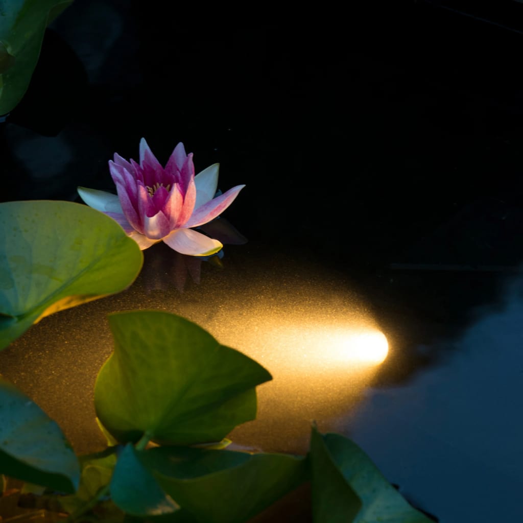 Ubbink aquaspotlight led onderwaterverlichting