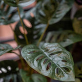 Emerald kunstplant in pot monkey monstera struik 43 cm