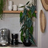 Emerald kunstplant in pot alocasia 75 cm
