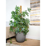Capi plantenbak groove 35x34 cm antracietkleurig