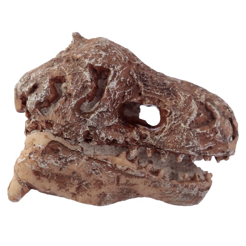 Rawr dinosaurus schedel fossiele gravering set