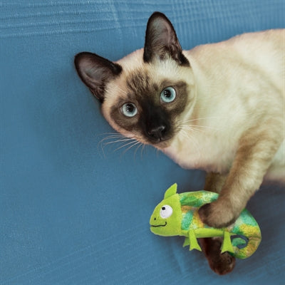 Kong Kameleon met catnip hervulbaar